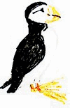puffin