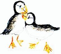 funny puffins