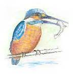 kingfisher