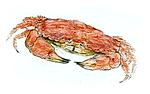 crab