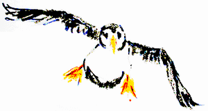 puffin