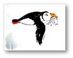 puffin