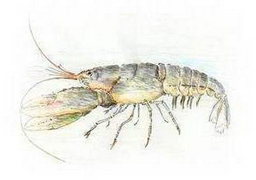 Lobster Shellfish