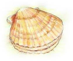 Clam Shellfish