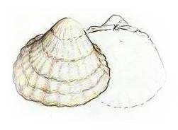 Cockle Shellfish