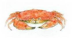 Edible or Brown Crab