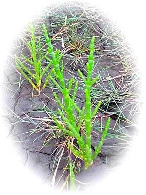 Marsh Samphire