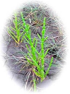 Marsh Samphire