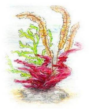 Seaweed