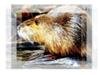 Coypu